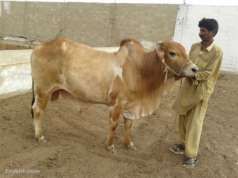 agha cattle farm, Animals for Sale in Karachi 19269