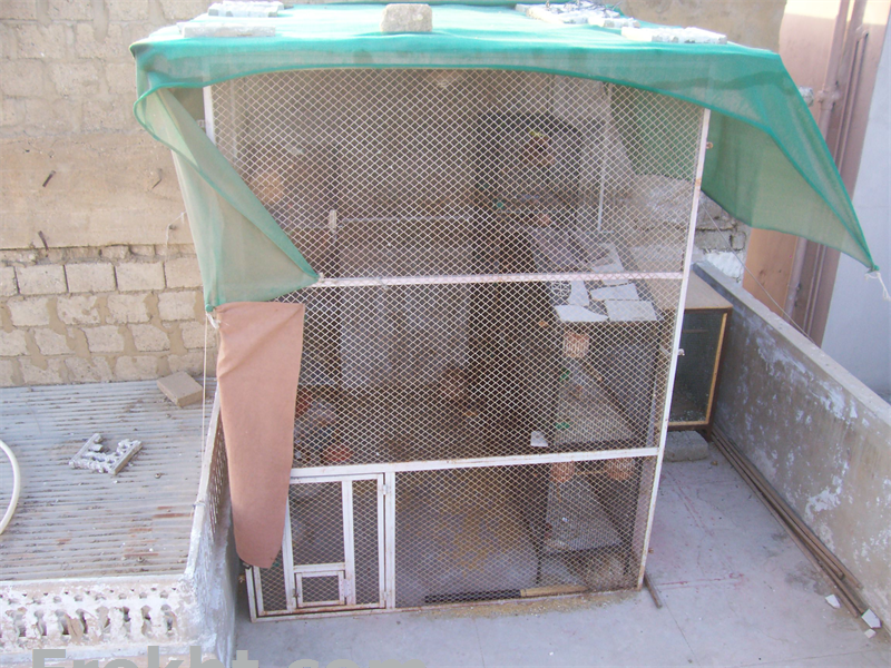 Birds Cages Master Cage and More Cage For Sale, Animals for Sale in