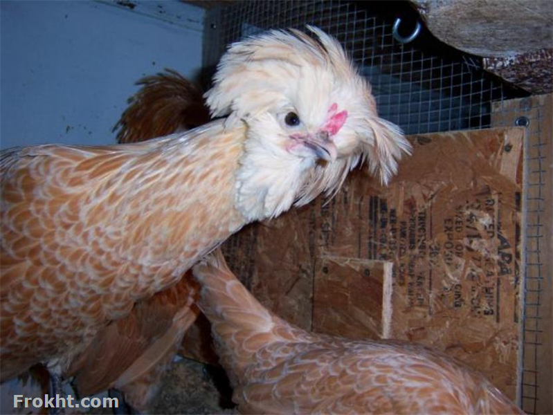 Fancy Chickens Fertile Eggs, Animals for Sale in Karachi - 18927