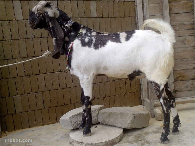 kamori khassi bakra animals for sale in karachi 27437 kamori khassi bakra animals for sale