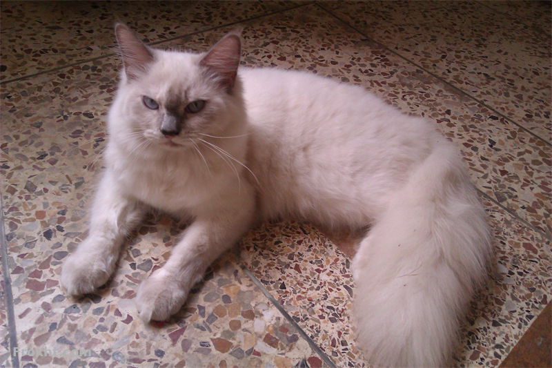 Persian kittens for sale, Animals for Sale in Karachi 27675