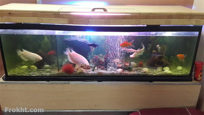 Aquarium Sales with fish 5.3 ft , Animals for Sale in